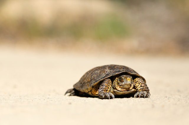 Slow Hiring Process